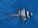 Big Kahuna Reef game