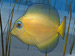 Big Kahuna Reef 2 game