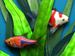 FishCo game