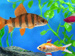 Fish Tycoon game